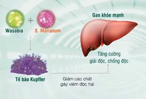 Tỷ lệ tử vong do ung thư tại Việt Nam tăng 6 bậc, xếp hạng 50/185 quốc gia ảnh 3