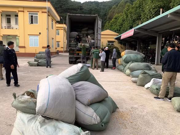 Kho dược liệu lậu được kiểm tra, thu giữ