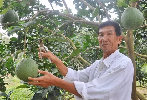 Lão nông Lương Tuyển tỉa cành trong vườn bưởi của gia đình.