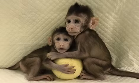 Hai con khỉ được tạo ra bằng kỹ thuật từng cho ra đời Dolly.