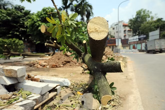 Kế hoạch được giao phía Ban quản lý hồ Tây triển khai và thực hiện. Việc cắt cành được diễn ra từ chiều 17-7, và bứng, di chuyển lên trồng tại Nam Sơn. Thời gian di chuyển trong vòng 30 ngày.