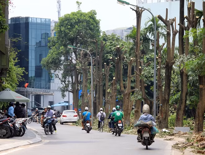 Mới đây, người dân lưu thông qua phố Trích Sài, phường Bưởi (quận Tây Hồ, Hà Nội) bất ngờ trước việc nhiều cây hoa sữa có đường kính lớn bị chặt cành, cưa ngọn. Thân cây hoa sữa bị chặt cành có đường kính khoảng 30cm, dài hơn 3m.