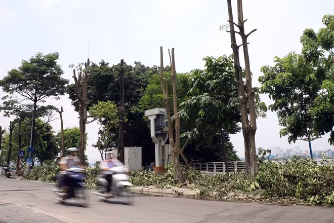 Toàn bộ cây hoa sữa đã được cắt tỉa và chờ ngày dời đi.