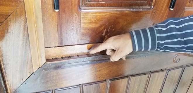 Bọ đậu đen chui vào khắp các ngóc ngách làm cuộc sống người dân đảo lộn.
