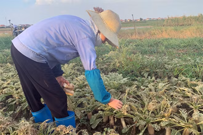 Thẫn thờ bên ruộng củ cải bị sâu tàn phá, Cô Tâm chia sẻ: “ Nhà chỉ có 7 sào rau này thôi. Đợt này coi như không được một sào nào và lỗ thêm 5 triệu. Tôi trồng rau ở đây mười mấy năm rồi mà chưa năm nào bị thiệt hại nặng như năm nay. Mọi năm chỉ bị một lứa thôi nhưng năm nay hầu như sào nào cũng bị và chủ yếu vào mùa nóng như này. Hiện tại nguồn thu nhập chính của nhà chỉ nhờ vào mấy xào ruộng rau này thôi". Thẫn thờ bên ruộng củ cải bị sâu tàn phá, Cô Tâm chia sẻ: “ Nhà chỉ có 7 sào rau này thôi. Đợt này coi như không được một sào nào và lỗ thêm 5 triệu. Tôi trồng rau ở đây mười mấy năm rồi mà chưa năm nào bị thiệt hại nặng như năm nay. Mọi năm chỉ bị một lứa thôi nhưng năm nay hầu như sào nào cũng bị và chủ yếu vào mùa nóng như này. Hiện tại nguồn thu nhập chính của nhà chỉ nhờ vào mấy xào ruộng rau này thôi".