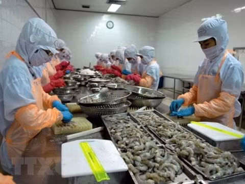 Xuất khẩu tôm ứng phó linh hoạt trong dịch bệnh ảnh 3