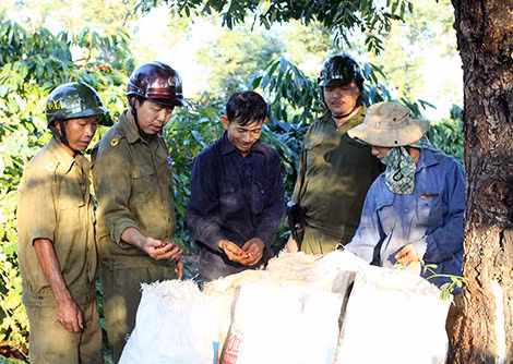 Nông dân thu hoạch cà phê.