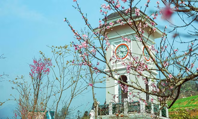 Hoa anh đào nhuộm sắc hồng trên đỉnh Fansipan.