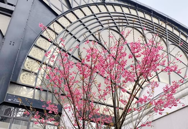 Anh đào Nhật Bản vốn nổi tiếng như biểu tượng của sự mong manh, duyên dáng như những nàng thơ của mùa xuân. Giống anh đào Nhật Bản được khu du lịch Sun World Fansipan Legend đưa về và tỉ mỉ, kỳ công vun trồng từ cách đây 4 năm, xuân này đã bung nở những chùm rực rỡ, yêu kiều, khiến du khách chẳng cần tới Nhật Bản xa xôi cũng được thưởng lãm mùa hoa anh đào Nhật Bản tuyệt diệu.
