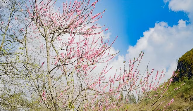Cùng với hoa anh đào Nhật còn đào rừng Sa Pa, giống đào phai năm cánh thanh tao của núi rừng Tây Bắc. Ẩn hiện trong sương mờ Sa Pa, 200 cây đào rừng cổ tạo nên một vẻ đẹp như miền tiên cảnh trên đỉnh thiêng nóc nhà Đông Dương.
