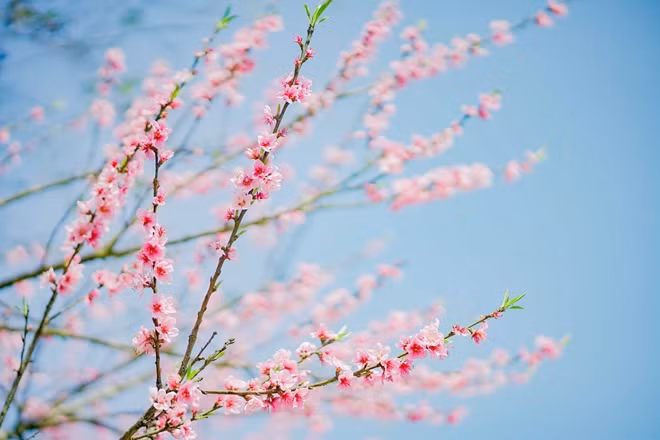 Thuộc giống hoa Kanhi Zakura với màu hồng đậm, hoa mọc thành từng chùm dày, anh đào Nhật Bản tại Fansipan năm nay nở sớm so với mùa anh đào hàng năm, khiến du khách không khỏi choáng ngợp, thích thú khi được ngắm loài hoa quý đến từ xứ sở Mặt trời mọc.