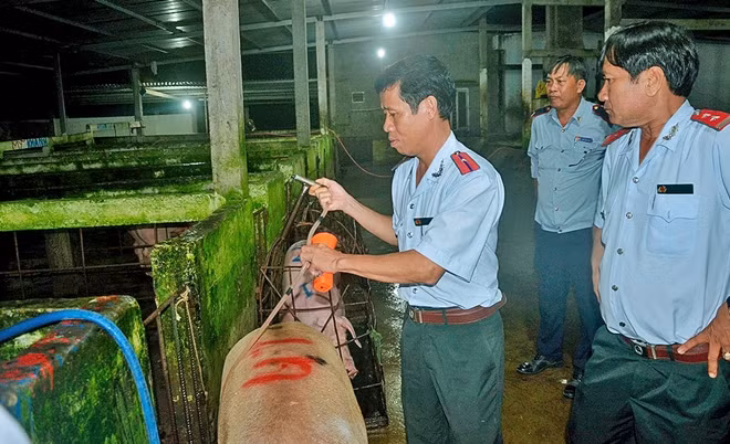 Kiểm tra lò heo ở Vĩnh Lợi.