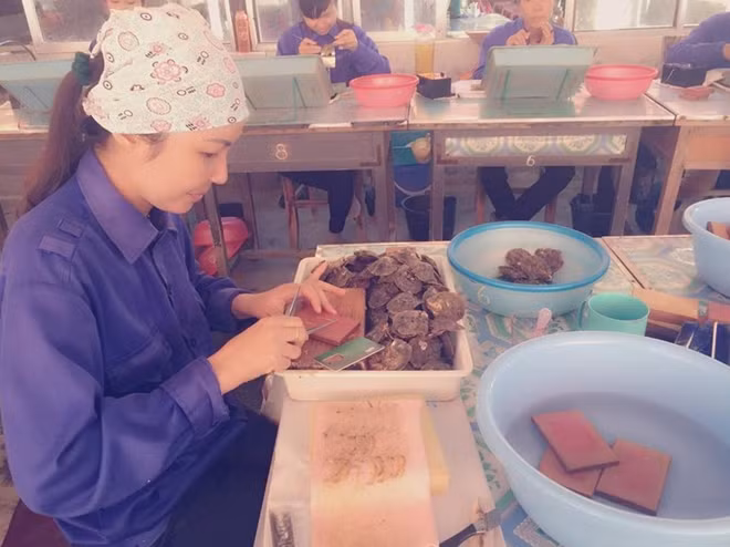Công nhân nuôi cấy ngọc trai.