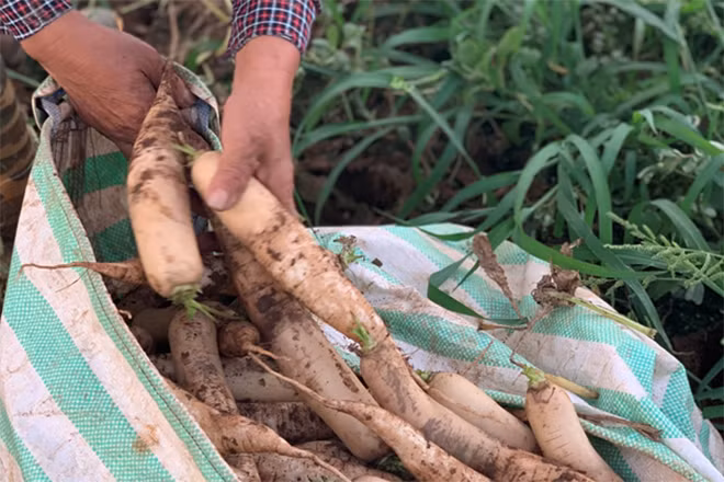 Để vớt vát lại chút vốn, cô Khánh thu hoạch phần củ mang về phơi khô để bán. Để vớt vát lại chút vốn, cô Khánh thu hoạch phần củ mang về phơi khô để bán.