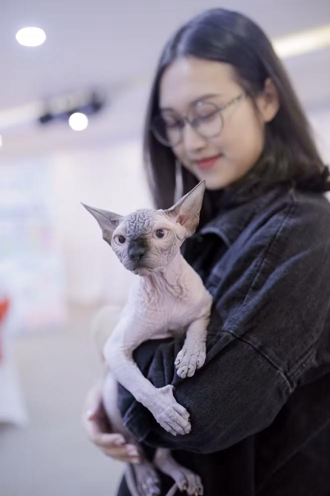 Sphynx - Mèo Ai Cập, một trong những giống mèo có ngoại hình được đánh giá đặc biệt và khá kén người nuôi.