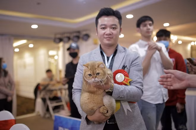 Một chú mèo Bristish Golden Short Hair được đánh giá cao tại cuộc thi.