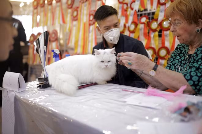 Chia sẻ với PV, Bà Anneliese Hackman – Chủ tịch WCF cho biết: “Tại WCF National Cat show in Vietnam, tôi thấy có rất nhiều các bé mèo đẹp, trong số đó có những chú mèo giống thực sự rất lý tưởng. Với những chú mèo giống này, việc các Breeder Việt Nam có thể nhân giống ra những chú mèo mang đẳng cấp Quốc tế là điều hoàn toàn khả thi. Việc của các bạn hiện giờ là tập trung vào kiến thức và phương pháp chăm sóc khoa học để đạt đến chuẩn Quốc tế. Đặc biệt, các bạn cần tham gia nhiều hơn những show thi Mèo như WCF National Cat show in Vietnam để cọ xát, học hỏi và trau dồi thêm các kĩ năng cần thiết để thành công ở 1 show thi đấu Quốc tế”.