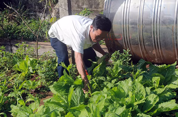 Những loại rau dân dã vừa làm xanh đảo, vừa làm thực phẩm Những loại rau dân dã vừa làm xanh đảo, vừa làm thực phẩm