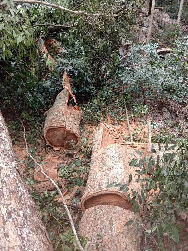 Hiện trường 2 cây gỗ nghiến bị chặt hạ