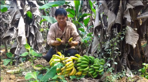 Một hộ dân khổ vì giá chuối quá rẻ.