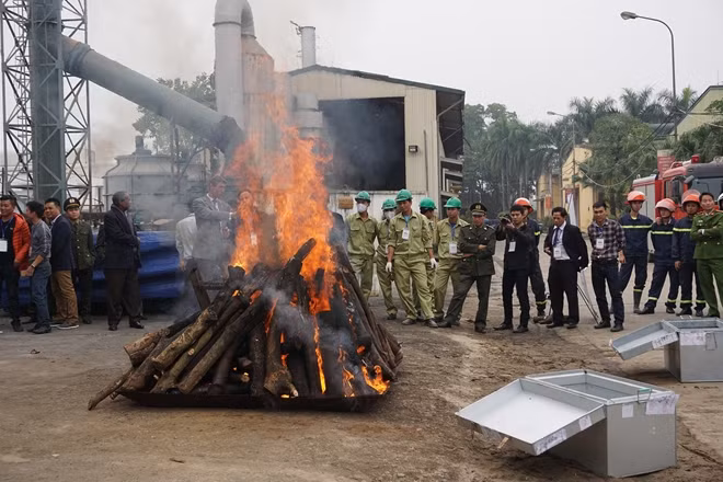 Lần đầu tiên Việt Nam tiêu hủy 2,1 tấn ngà voi