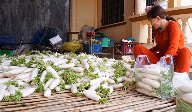 Điệp khúc được mùa mất giá vẫn cứ lòng luẩn quẩn đối với người nông dân suốt bao năm nay nhưng chưa biết đến khi nào mới có lời đáp.