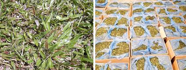 Tang vật lá "Khat" bị thu giữ.