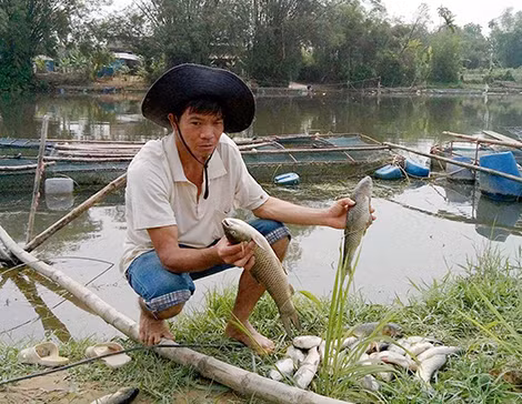 Người dân ở xã Hương Toàn lo lắng khi cá lồng thả nuôi trên sông Bồ chết hàng loạt.