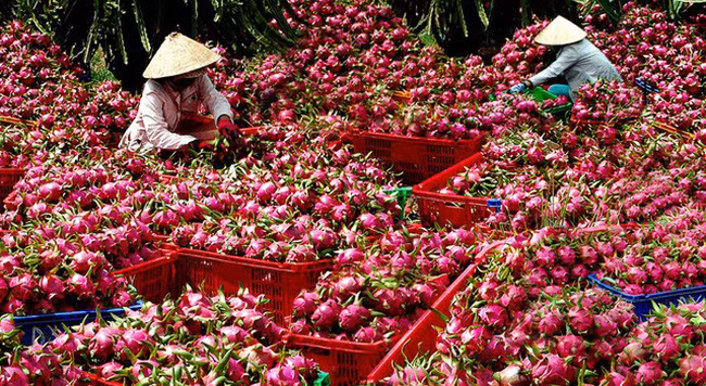 Thanh long trồng manh mún tại 62/63 tỉnh, thành (trong khi quy hoạch của Nhà nước chỉ có 3 tỉnh) và bị cạnh tranh mạnh mẽ tại thị trường Trung Quốc.