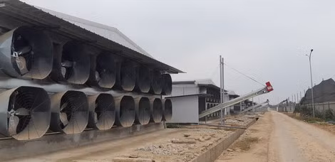 Các khu chuồng nuôi gà đẻ trứng mới xây dựng thêm của Công ty Gia cầm Hòa Phát Phú Thọ sẽ không được đi vào hoạt động khi chưa đảm bảo các điều kiện về bảo vệ môi trường.