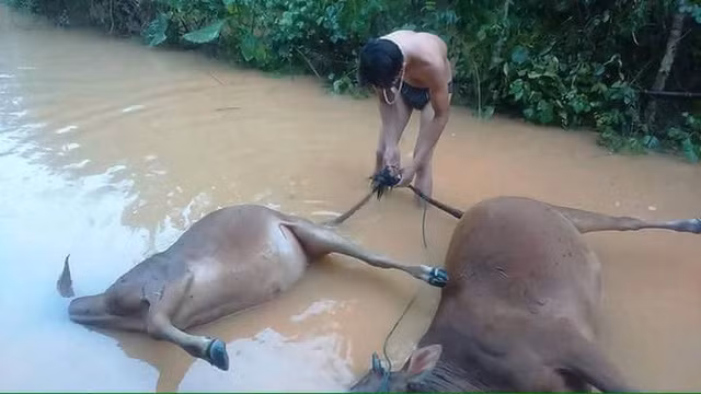 Trâu bò của người dân chết do mưa lũ. Ảnh: B.N.