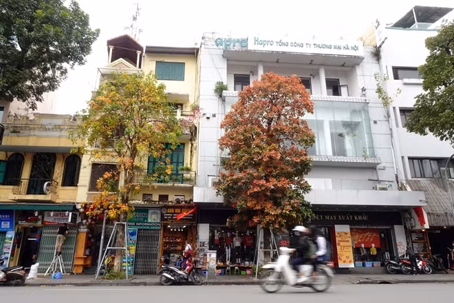 Đi qua những ngày nắng, lướt nhẹ vài ba cơn mưa rào vội đến vội đi, những con đường được trải thảm một màu vàng ươm, xao xác theo bước chân người trên phố.
