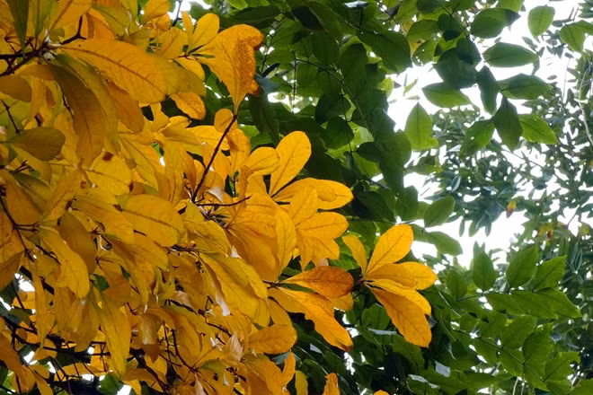 Hàng năm, phải khoảng tháng 3 là thời điểm lá lộc vừng chuyển từ xanh sang vàng rực và đỏ trước khi rời cành cây nhưng năm nay, lộc vừng thay lá diễn ra sớm hơn khi mà Tết chỉ vừa mới đi qua.