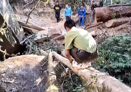 Hiện trường vụ phá rừng tại Công ty TNHH hai thành viên Lâm nghiệp Ea Hleo trong dịp Tết Nguyên đán vừa qua.