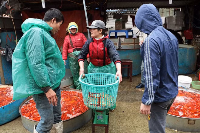 Càng gần đến ngày tiễn ông Công, ông Táo về trời, chợ cá Yên Sở lúc nào cũng nhộn nhịp, tấp nập người đến mua cá chép đỏ. Theo Ban quản lý chợ cho biết, hiện có khoảng 100 tiểu thương kinh doanh tại đây, mặt hàng chủ yếu trong những ngày này là cá chép.
