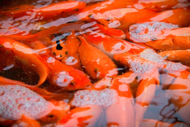 Chợ cá Yên Sở nhộn nhịp nhất thường vào ngày 23 tháng Chạp bởi theo quan niệm dân gian, Táo quân sẽ cưỡi cá chép lên Thiên đình để bẩm báo với Ngọc Hoàng mọi việc tốt xấu trong năm của từng gia đình ở dưới hạ giới. "Phương tiện" để ông Công ông Táo di chuyển lên trời là cá chép giấy hoặc cá chép sống.