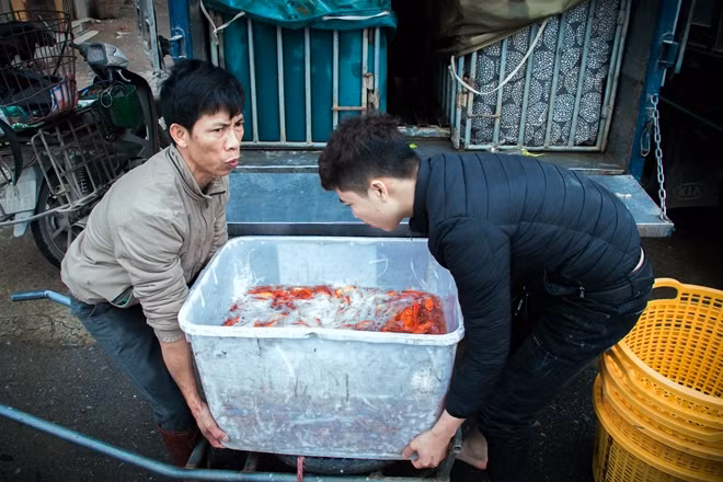 Nhiều tiểu thương đánh cả xe tải tới chợ Yên Sở để nhập cá về bán.