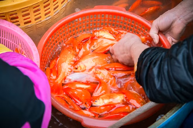 Các loại cá chép được buôn bán nhiều nhất trong những ngày này tại chợ cá Yên Sở là cá chép đỏ, cá chép vàng được tiểu thương nhập về từ các tỉnh lân cận như Phú Thọ, Nam Định, Hải Dương.