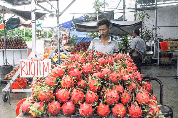 Chủ vựa thanh long trên QL50 lựa thanh long bán cho người tiêu dùng.
