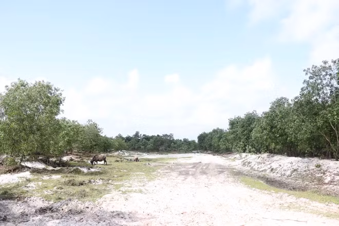 Đất nông nghiệp bỏ hoang lâu năm ở khu vực quy hoạch xây dựng sân bay Quán Ngang, Quảng Trị bị “cò đất” đẩy giá cao ngất ngưởng.