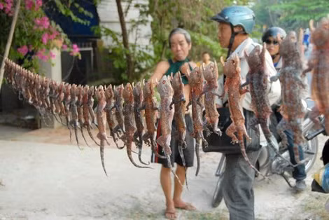 Tắc kè phơi khô. Tắc kè phơi khô.