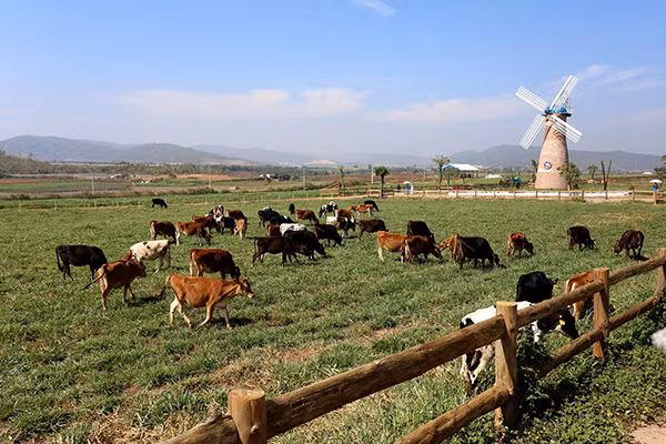 Trang trại bò sữa organic của Vinamilk tại Đà Lạt.