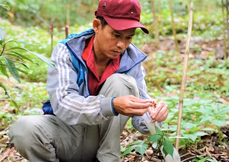 Nơi đây có biết bao chàng trai Xê Đăng dành cả tuổi trẻ để bảo tồn sâm "quốc bảo".
