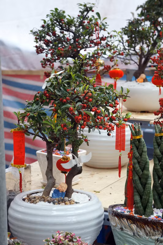 Ngoài đào Nhật Tân, quất Tứ Liên, chợ còn bán đủ loại cây hoa cảnh như cúc, lay ơn, thược dược, violet, thủy tiên, hải đường… cùng các mặt hàng trang trí Tết.