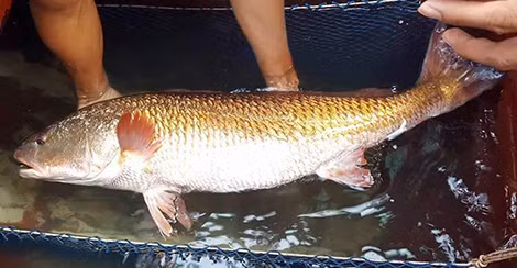 Con cá nghi là cá sủ vàng được trả giá cả trăm triệu.