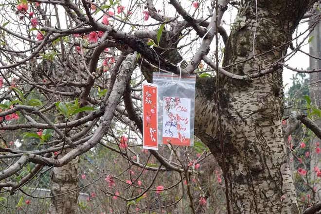 Một gốc đào ưng ý đã được khách đặt từ sớm chờ tới sát Tết sẽ chở về chơi.