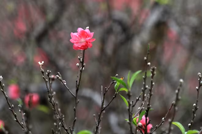 Nhiều người dân trồng đào lâu năm cho biết, quy trình chăm sóc vẫn vô cùng tỷ mỷ và tuốt là đúng thời điểm và kỹ thuật, tuy nhiên năm nay mùa đông số lượng ngày rét rất ngắn nên đào đã nở sớm.