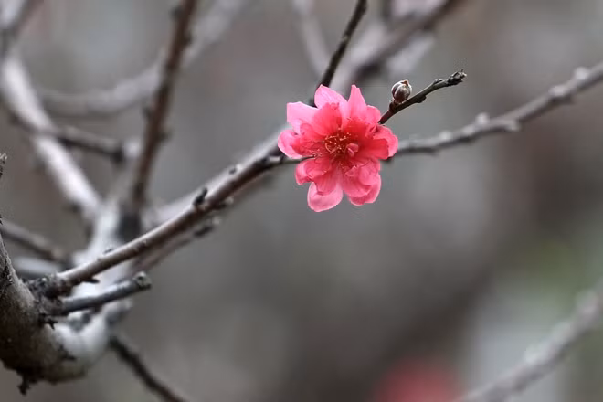 Cánh hoa đỏ thắm báo hiệu Xuân về.