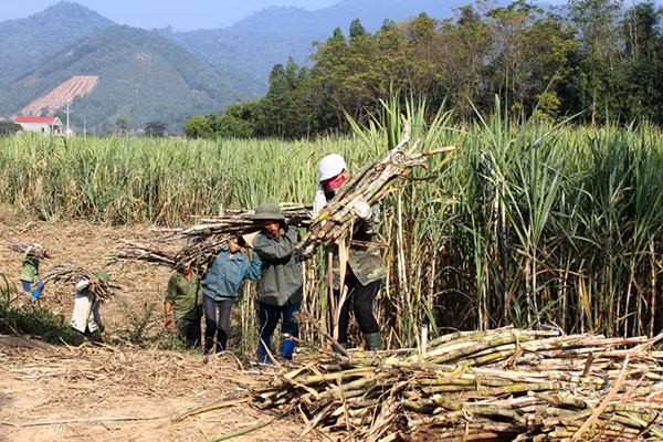 Thị trường đường ế ẩm, doanh nghiệp hết tiền mua mía cho nông dân. Thị trường đường ế ẩm, doanh nghiệp hết tiền mua mía cho nông dân.