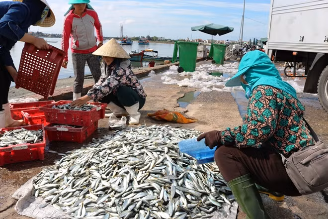Biển miền Trung đang đưa lại nguồn lợi thủy hải sản lớn cho hàng vạn ngư dân miền Trung.